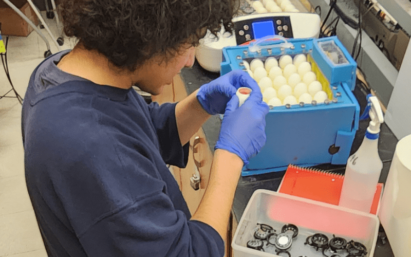  Bergen County Academies alumnus Muhammed El-Sherbiny performs research inside eggs.